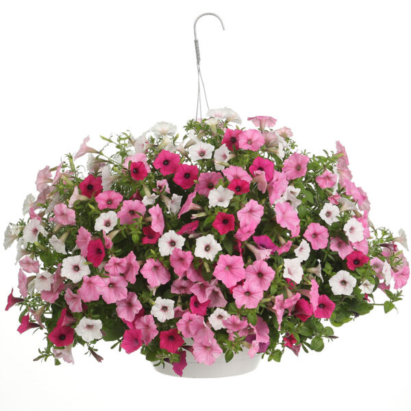 Proven Winner Above and Beyond Combination Hanging Basket