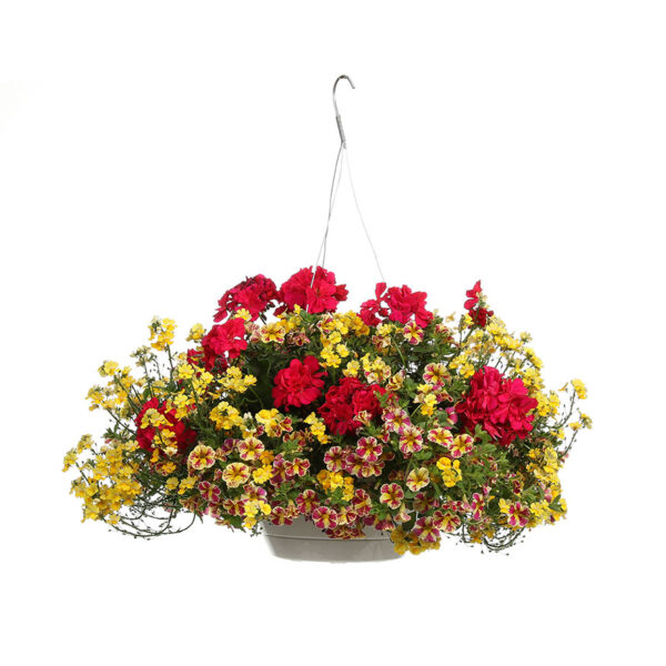 Proven Winners Caribbean Citrus Combination Hanging Basket