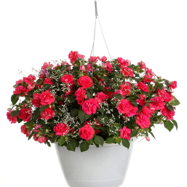 Proven Winners Great Barrier Reef Combination Hanging Basket