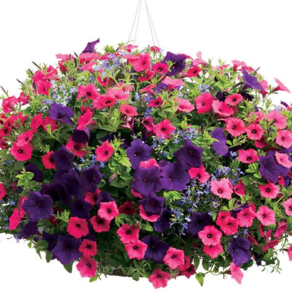 Proven Winners Party Time Combination Hanging Basket