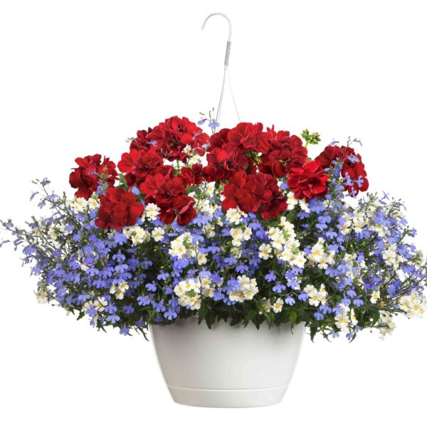 Proven Winners Rocket Red Glare Combination Hanging Basket