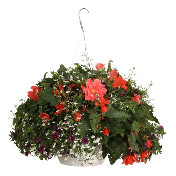 Proven Winners Salzburg Shadow Combination Hanging Basket