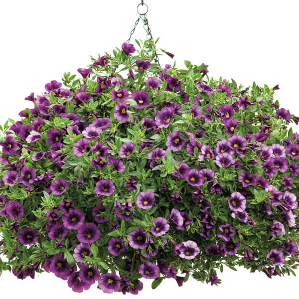 Proven Winners Superbells Grape Punch Hanging Basket