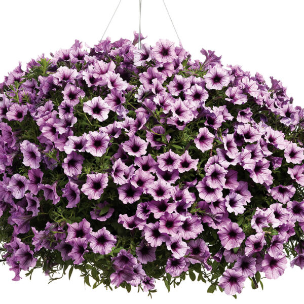 Proven Winners Supertunia Petunia Bordeaux Hanging Basket
