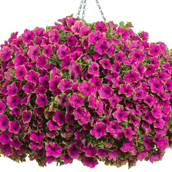 Proven Winners Picasso in Purple Supertunia Petunia Hanging Basket