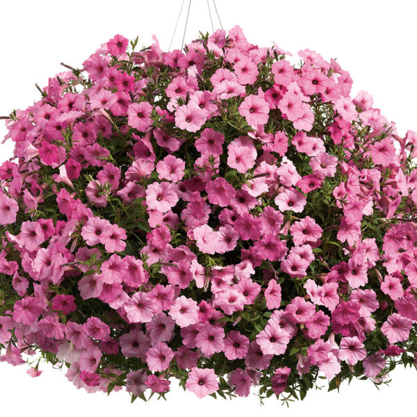 Proven Winners Vista Bubblegum Supertunia Petunia Hanging Basket
