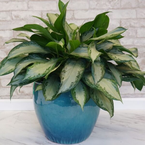 Aglaonema Emerald Bay