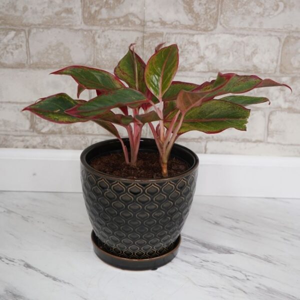 Aglaonema Siam