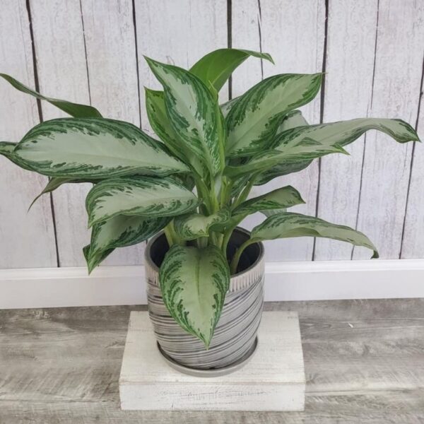 Aglaonema Silver Bay