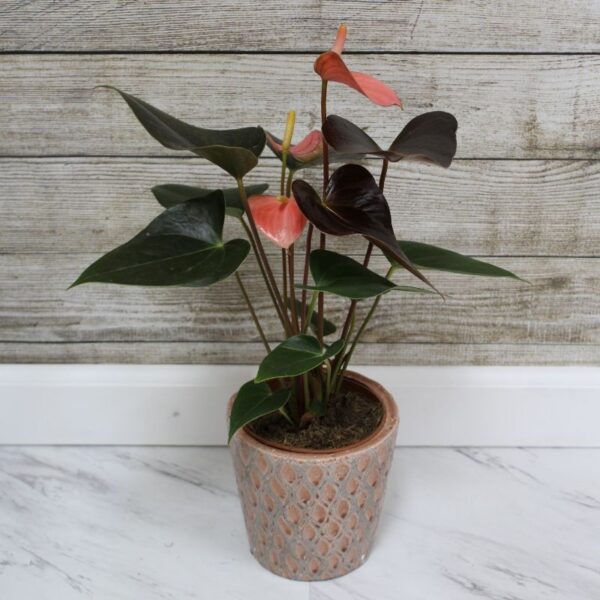 Anthurium