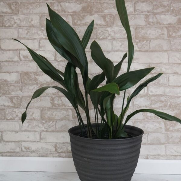 Aspidistra