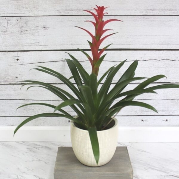 Bromeliad
