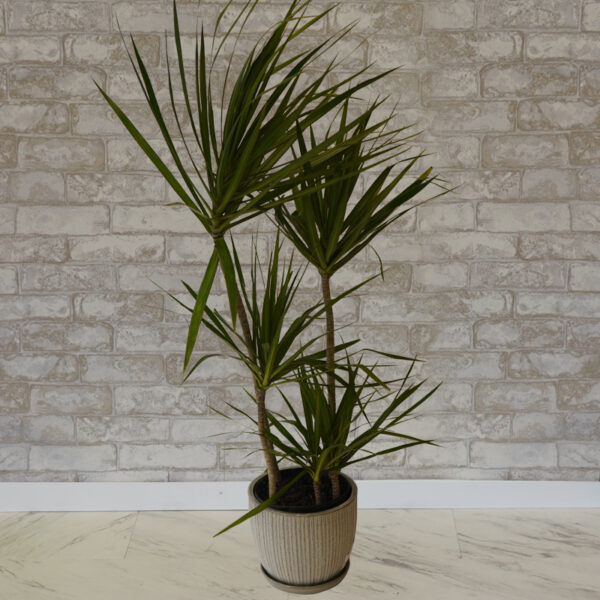 Dracaena Marginata Staggered