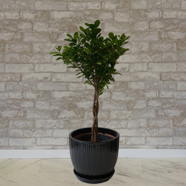 Ficus Daniella, 14 inch