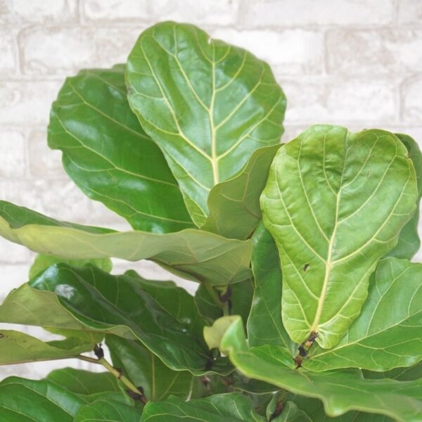 Ficus Lyrata Fiddle Leaf Fig Bush