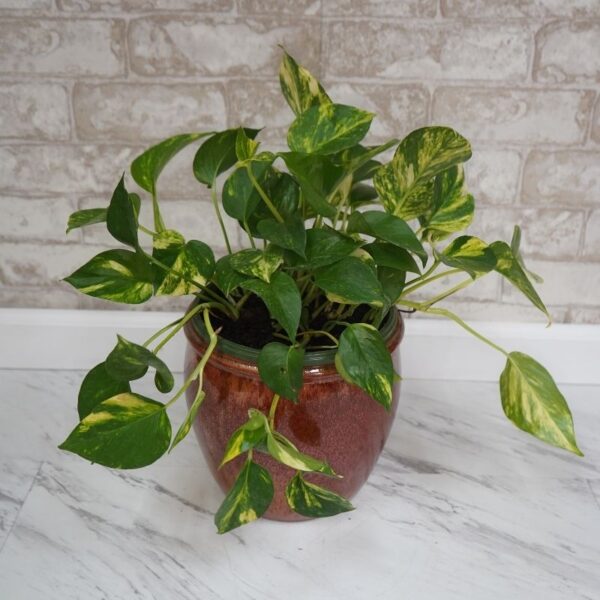 Golden Pothos