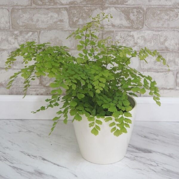 Maidenhair Fern