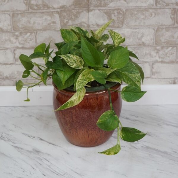 Marble Queen Pothos