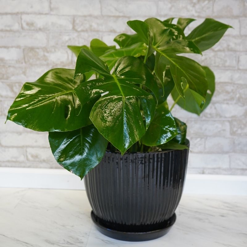 Monstera Deliciosa, 10 inch