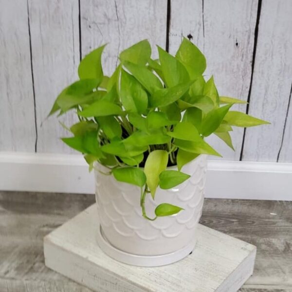 Neon Pothos