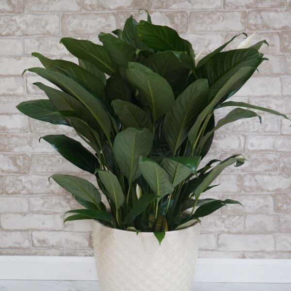 Peace Lily
