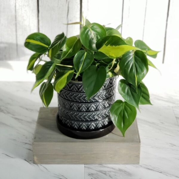 Philodendron