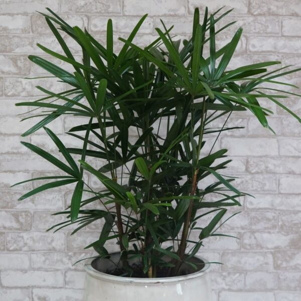 Rhapis Palm
