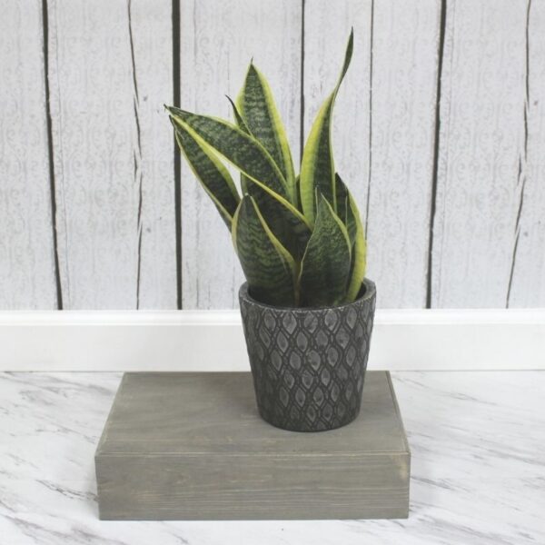 Sansevieria Laurentii