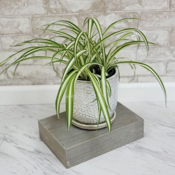 Spider Plant
