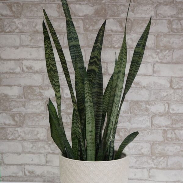 Sansevieria Zeylanica