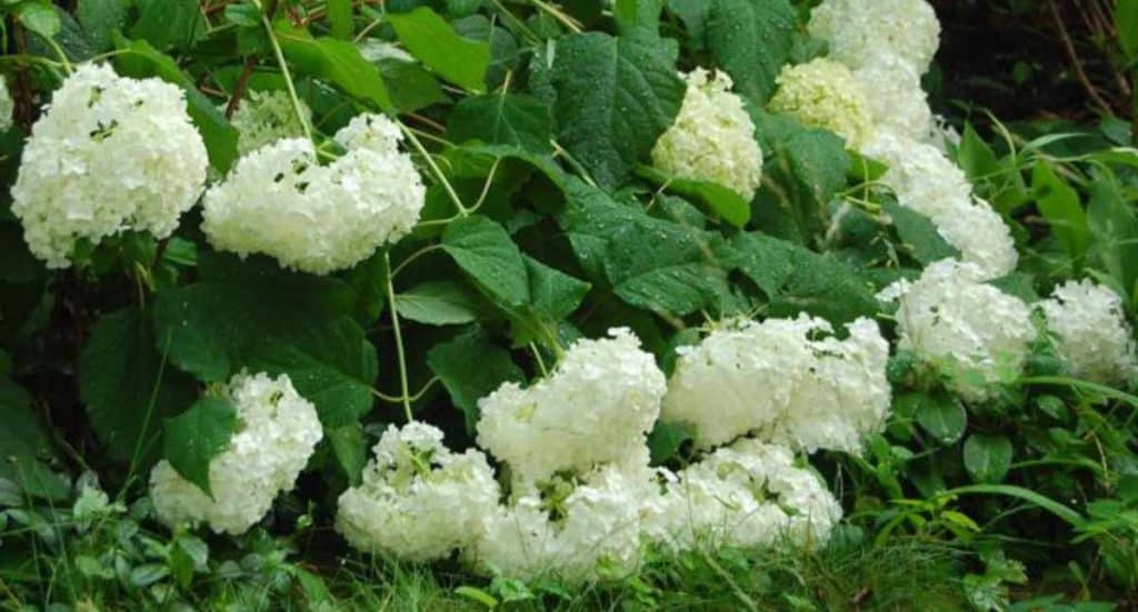 How do I fix Hydrangea Flop?