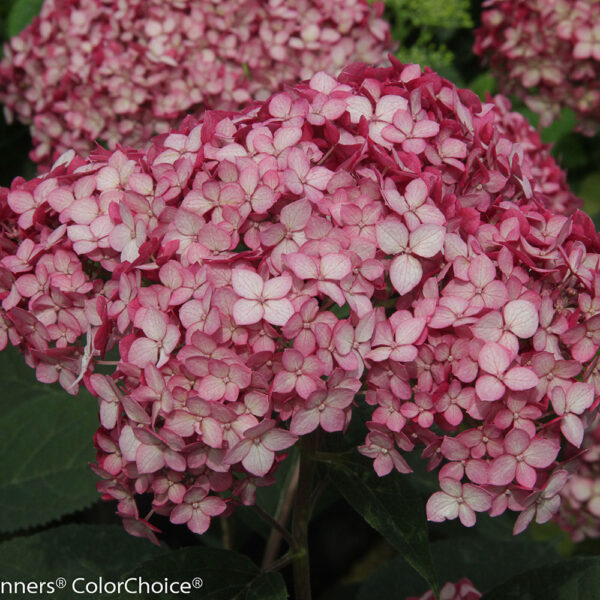 Proven Winners Hydrangea  Invincible Ruby