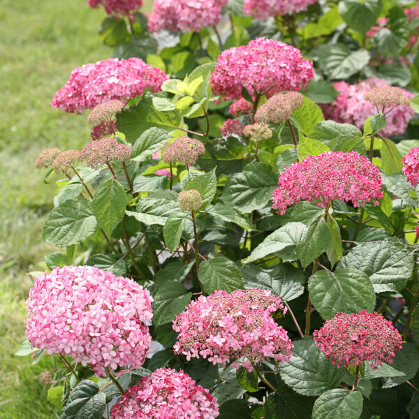 Proven Winners Hydrangea Invincible Spirit II