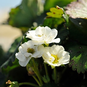 Berried Treasure White Strawberry 4.25"/Grande pot - Proven Winners