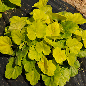 Northern Exposure Sienna Coral Bells #1 gallon pot