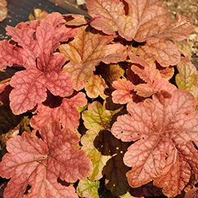 Peach Tea Foamy Bells #1 gallon pot