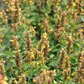 Kudos Gold Hyssop #1.5 gallon pot