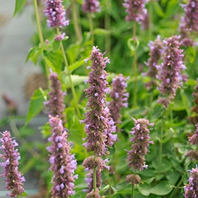 Blue Boa Hyssop #1 gallon pot