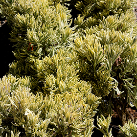 Meerlo Variegated Allard's Lavender 6" pot - Stone Cottage farm