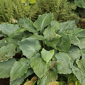 Shadowland Diamond Lake Hosta #1.5 gallon pot - Proven Winners