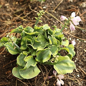 School Mouse Hosta #1 gallon pot