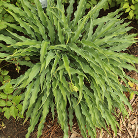Silly String Hosta #1 gallon pot
