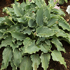 Shadowland Waterslide Hosta #1.5 gallon pot
