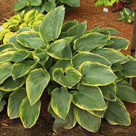 Shadowland Wu La La Hosta #1.5 gallon pot - Proven Winners
