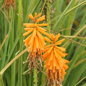 Pyromania Orange Blaze Torchlily #1.5 gallon pot - Proven Winners