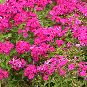 Luminary Ultraviolet Garden Phlox #1.5 gallon pot - Proven Winners