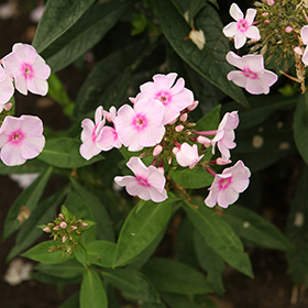 Luminary Opalescence Garden Phlox #1.5 gallon pot - Proven Winners
