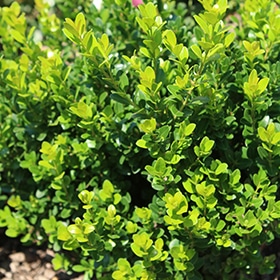 Little Missy Boxwood #1 gallon pot