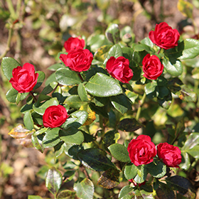 Petite Knock Out Rose #2 gallon pot - Knock Out