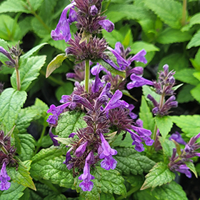 Neptune Catmint #2 gallon pot